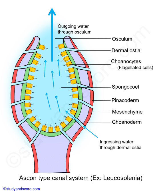 Asconoid canal system, canal system in sponges, ingressing water, osculum, ostia, incurrent canal, excurrent canal, prosopyle